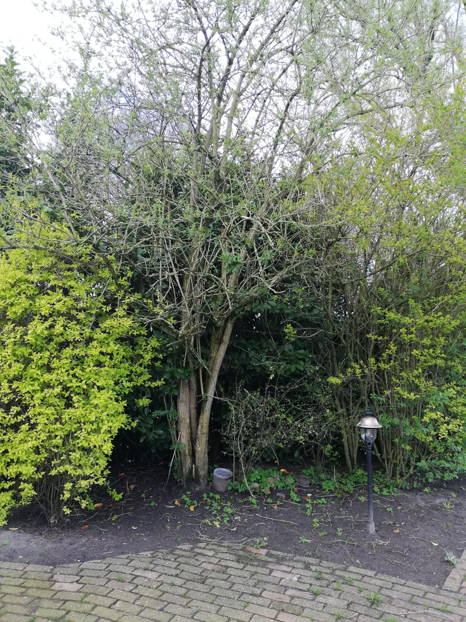 Onderhoud tuin voor verkoop